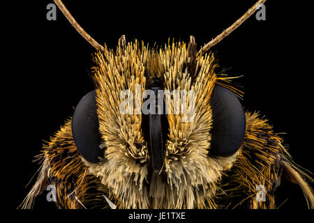 Extreme macro portrait d'un capitaine de bord butterfly Banque D'Images