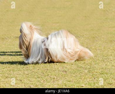 Un petit jeune brun, noir et blanc tan Tzu de Shih chien avec une longue robe soyeuse et tête tressé enduire d'exécution sur l'herbe. Banque D'Images