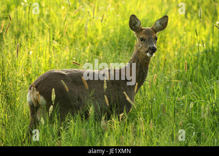 Le chevreuil (Capreolus capreolus), Doe, dans l'herbe haute, Allgäu, Bavière, Allemagne Banque D'Images