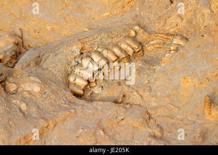 Cinq millions d'années de l'os de la mâchoire fossile d'une espèce à col court girafe (Sivathere), West Coast fossil Park, Afrique du Sud Banque D'Images