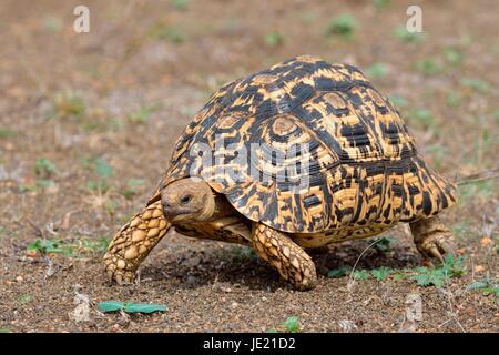 (Stigmochelys pardalis tortue léopard), déménagement, Kruger National Park, Afrique du Sud Banque D'Images