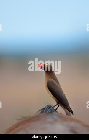 Red-billed oxpecker (Buphagus erythrorhynchus), les tiques sur le dos d'un Gnou bleu (Connochaetes taurinus) Banque D'Images