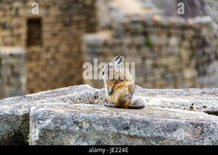 La viscache, un rongeur chinchilla liés à l'assise sur les ruines de l'ancienne cité inca de Machu Picchu, Pérou Banque D'Images