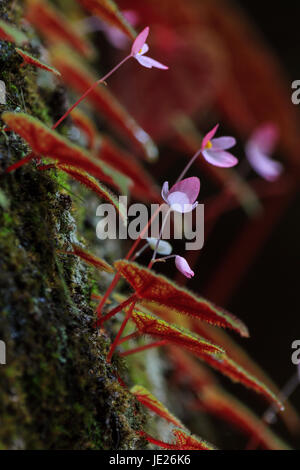 Libre de Begonia plante dans la nature, Phu Hin Rong Kla Parc National, Phitsanulok, Thaïlande Banque D'Images