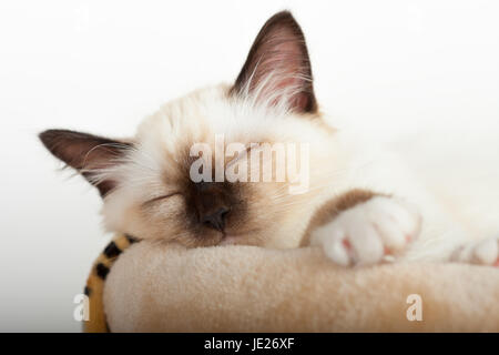 Un chat birman seal point, 4 mois chaton mâle, est en train de dormir Banque D'Images