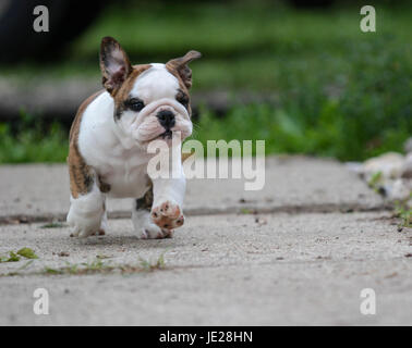 Chiot bouledogue anglais exécuté sur le trottoir Banque D'Images