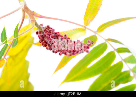 Rhus typhina flower isolated on white background Banque D'Images