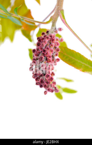 Rhus typhina fleur rose isolé sur fond blanc Banque D'Images