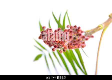 Rhus typhina fleur avec des feuilles isolées sur fond blanc Banque D'Images