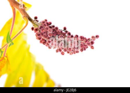 Rhus typhina fleur avec des feuilles jaune isolé sur fond blanc Banque D'Images