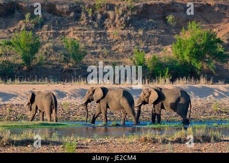 Bush africain taureaux d'éléphants (Loxodonta africana) boire à la rivière Letaba, Kruger National Park, Afrique du Sud Banque D'Images