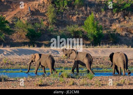 Bush africain taureaux d'éléphants (Loxodonta africana) boire à la rivière Letaba, Kruger National Park, Afrique du Sud Banque D'Images