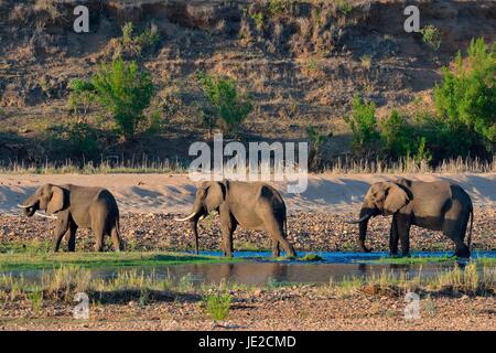 Bush africain taureaux d'éléphants (Loxodonta africana) boire à la rivière Letaba, Kruger National Park, Afrique du Sud Banque D'Images