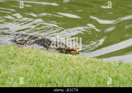 Contrôle de l'eau d'Asie (Varanus salvator) natation dans un étang d'eau douce dans le parc Banque D'Images