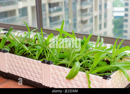 Accueil balcon sur légumières de apartment building in city Banque D'Images