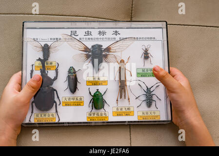 Kid détient fort de spécimens d'insectes collection, le chinois sur le haut signifie collection spécimens d'insectes et d'explication de ce qui est des insectes, d'autres chinois sont les Banque D'Images