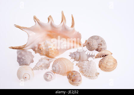 Différents types de coquilles de mer isolé sur fond blanc Banque D'Images