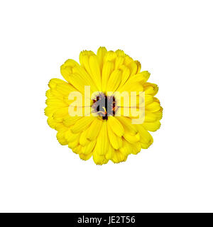 Jaune Calendula terry avec dark heart isolé sur fond blanc Banque D'Images