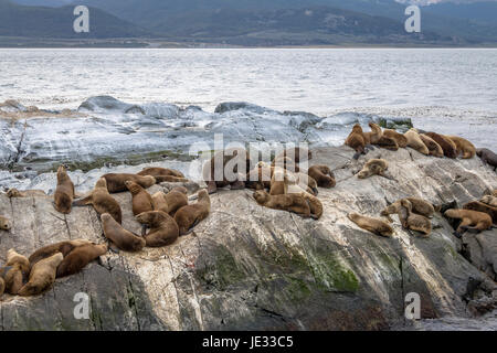L'île des lions de mer - Canal de Beagle, Ushuaia, Argentine Banque D'Images