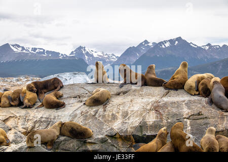 L'île des lions de mer - Canal de Beagle, Ushuaia, Argentine Banque D'Images