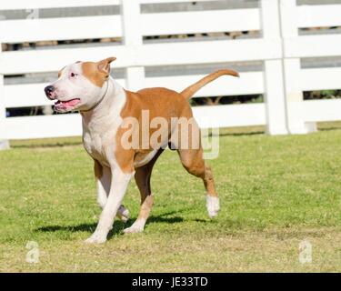 Un petit, jeune, beau, blanc et sable rouge American Staffordshire Terrier marcher sur l'herbe tout en collant sa langue, et à la fois ludique et joyeux. Ses oreilles sont coupées. Banque D'Images