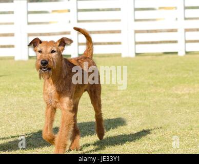 Une vue de profil d'une jeune, belle, rouge, tan terrier irlandais marcher sur l'herbe. L'Irish red terrier est un chien de taille moyenne, a de petites oreilles et de pliage en forme de v d'épaisseur, dru et long manteau froment doré et moustaches museau barbu. Banque D'Images