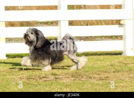 Une vue de profil d'un noir, gris et blanc petit chien lion (petit chien lion) marcher sur l'herbe. Anneau a une longue robe ondulée damées pour ressembler à un lion, c.-à-d. les hanches, pieds arrière et une partie de la queue sont rasés. Banque D'Images