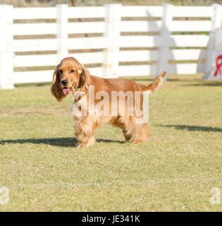 Un petit faon, jeune belle, rouge Cocker Anglais chien marcher sur l'herbe, avec ses armoiries clipsé dans un spectacle à couper, très sympa et très beau. Le Spanyell Cocker les chiens sont un système intelligent, doux et joyeux race. Banque D'Images