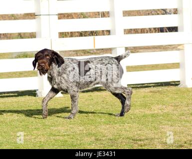 Un jeune, belle, foie, noir et blanc ticked Braque allemand chien marcher sur l'herbe. Le Drahthaar a un sourcils, barbe et moustache et dures droites dru manteau. Banque D'Images