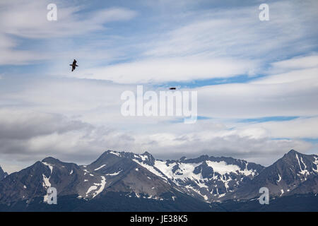 Skua chilien Bird flying sur les montagnes dans le canal de Beagle, Ushuaia, Tierra del Fuego, Argentina Banque D'Images