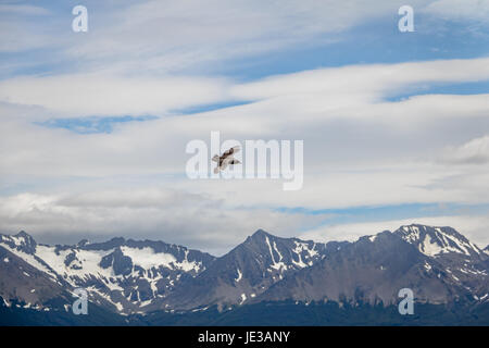 Skua chilien Bird flying sur les montagnes dans le canal de Beagle, Ushuaia, Tierra del Fuego, Argentina Banque D'Images