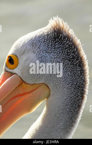 Australian pelican Pelecanus conspicillatus (portrait). Banque D'Images