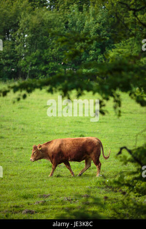 Le pâturage des vaches sur un beau pâturage vert Banque D'Images