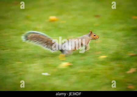 L'Écureuil gris (Sciurus carolinensis) courir vite - motion image floue (panninf technique utilisée pour transmettre un mouvement rapide) Banque D'Images