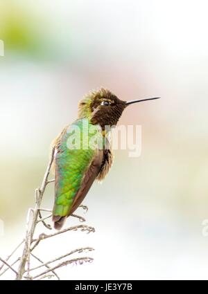 Vue de profil d'un petit Colibri d'Anna assis sur un perchoir. Distinctif pour ses longues, droites et minces, bec rouge irisé, couronne et gorgerin, iridecent vert bronze, dos gris, brun et ventre de loi. Banque D'Images