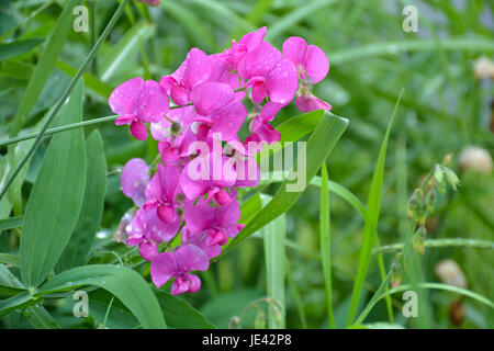 Fleur magenta Banque D'Images