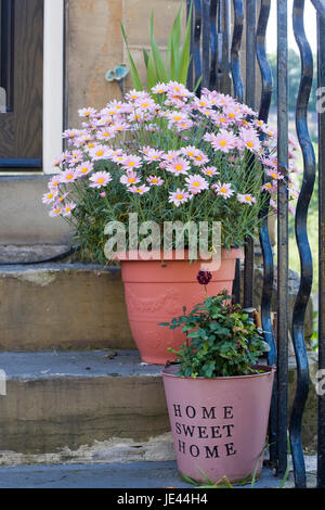 Chrysanthème rose fleurs en pots sur un escalier en pierre, Home sweet home Banque D'Images