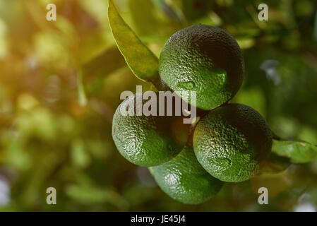 Macro de citrons accroché sur arbre en arrière-plan flou Banque D'Images