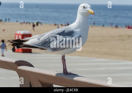 Eine große Seemöwe auf einem Geländer, im Hintergrund der Strand und das Meer. Banque D'Images