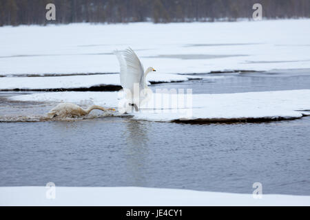 Les cygnes sur le lac partiellement gelé en Finlande au printemps Banque D'Images