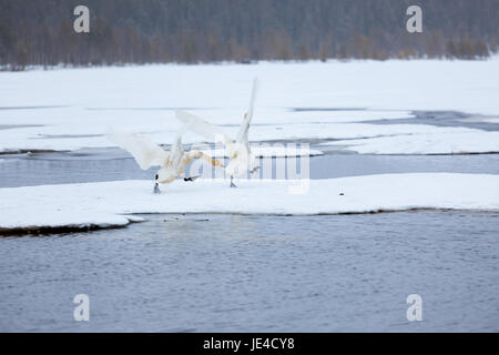 Les cygnes sur le lac partiellement gelé en Finlande au printemps Banque D'Images