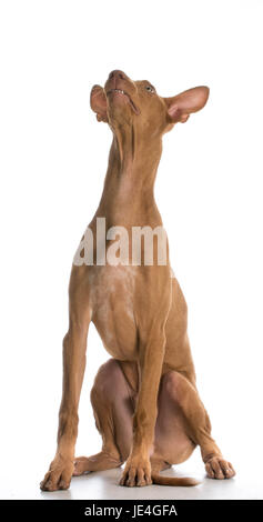 Dog looking up - pharaon hound avec expression idiote sur fond blanc Banque D'Images