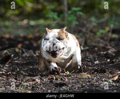 Chien qui court - chiot bouledogue anglais en dehors dans la terre - 5 mois Banque D'Images