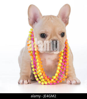 Chiot bouledogue français femelle portant collier colorés sur fond blanc Banque D'Images