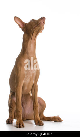 Dog looking up - pharaon hound sitting looking up on white background Banque D'Images