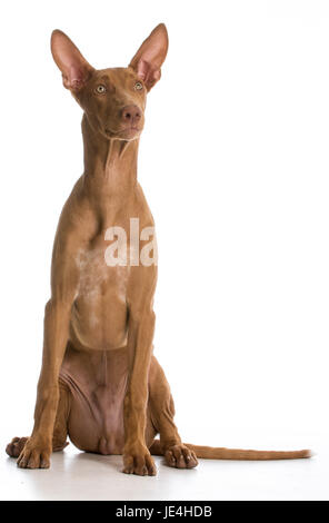 Le pharaon hound portrait looking up on white background Banque D'Images