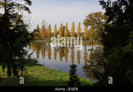 Herbstliche Pappeln im Spiegel Banque D'Images