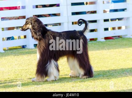 Une vue de profil d'une saine belle grizzle, noir et feu, lévrier afghan debout sur l'herbe à la recherche heureux et joyeux. Les chiens sont des Lévriers persans slim et mince avec une tête étroite, longue robe soyeuse et curly tail. Banque D'Images