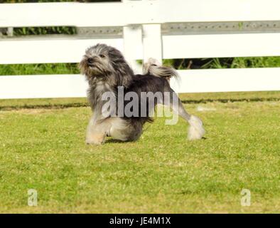 Une vue de profil d'un noir, gris et blanc petit chien lion (petit chien lion) marcher sur l'herbe. Anneau a une longue robe ondulée damées pour ressembler à un lion, c.-à-d. les hanches, pieds arrière et une partie de la queue sont rasés. Banque D'Images