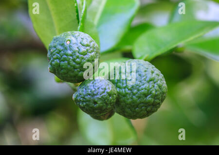 La bergamote sur arbre dans gaden, bergamote (Chaux Kaffir) fruits Banque D'Images